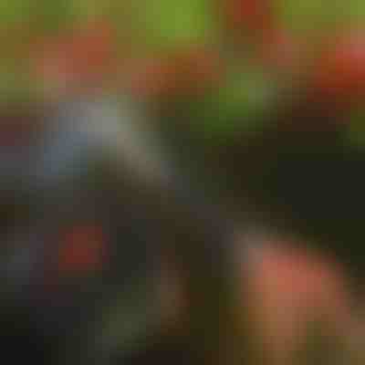 Gërshërë për pemë | TREESNIP